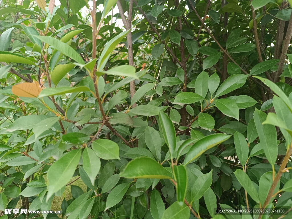 绿叶白花植物特写