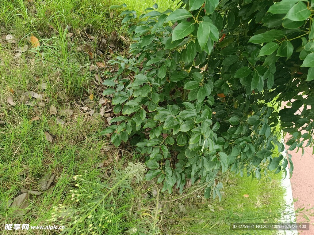 路边绿植景象