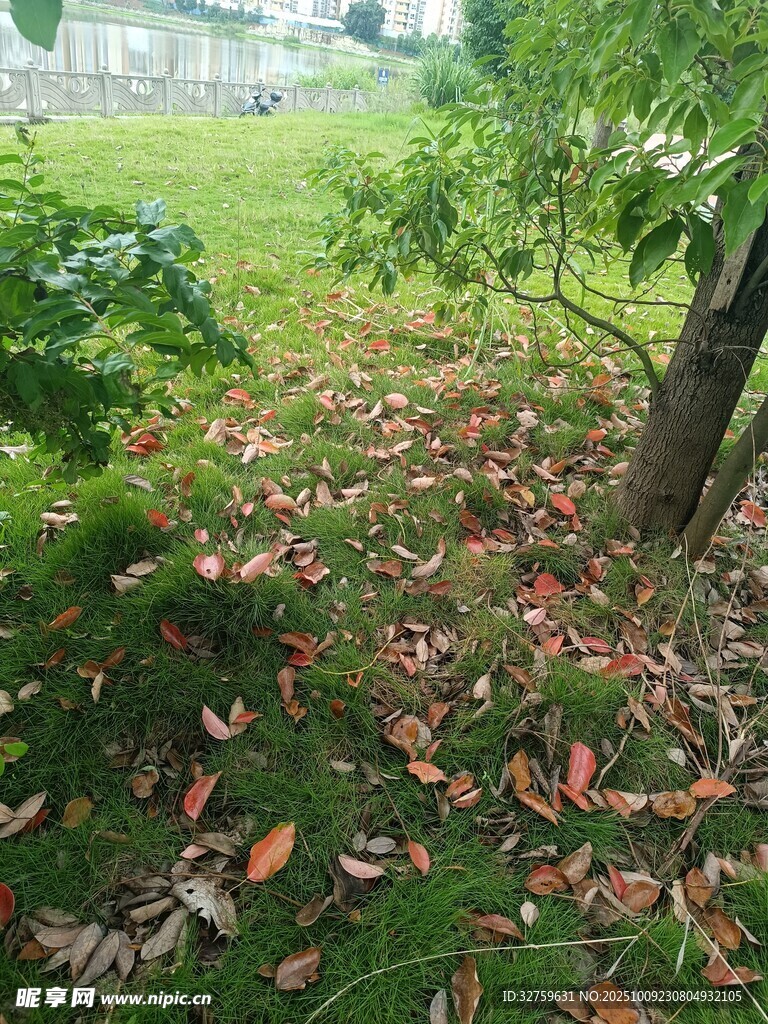 落叶铺地的绿意庭院角落