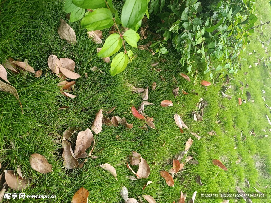 草地上的果实与落叶