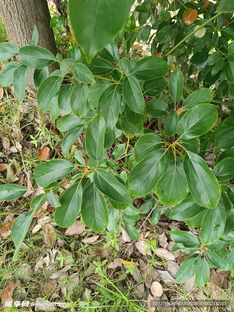 绿叶繁茂的低矮植物