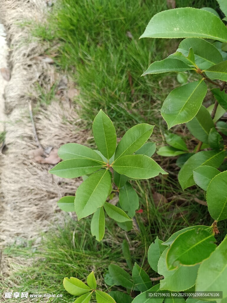 路边翠绿植物生机盎然