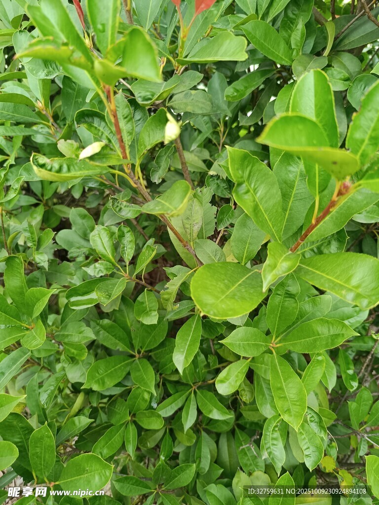 翠绿繁茂的植物景观