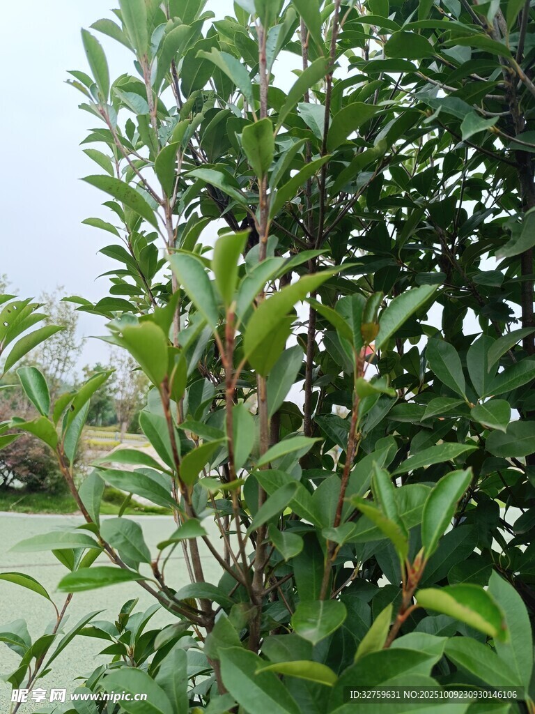 绿叶繁茂的灌木植物