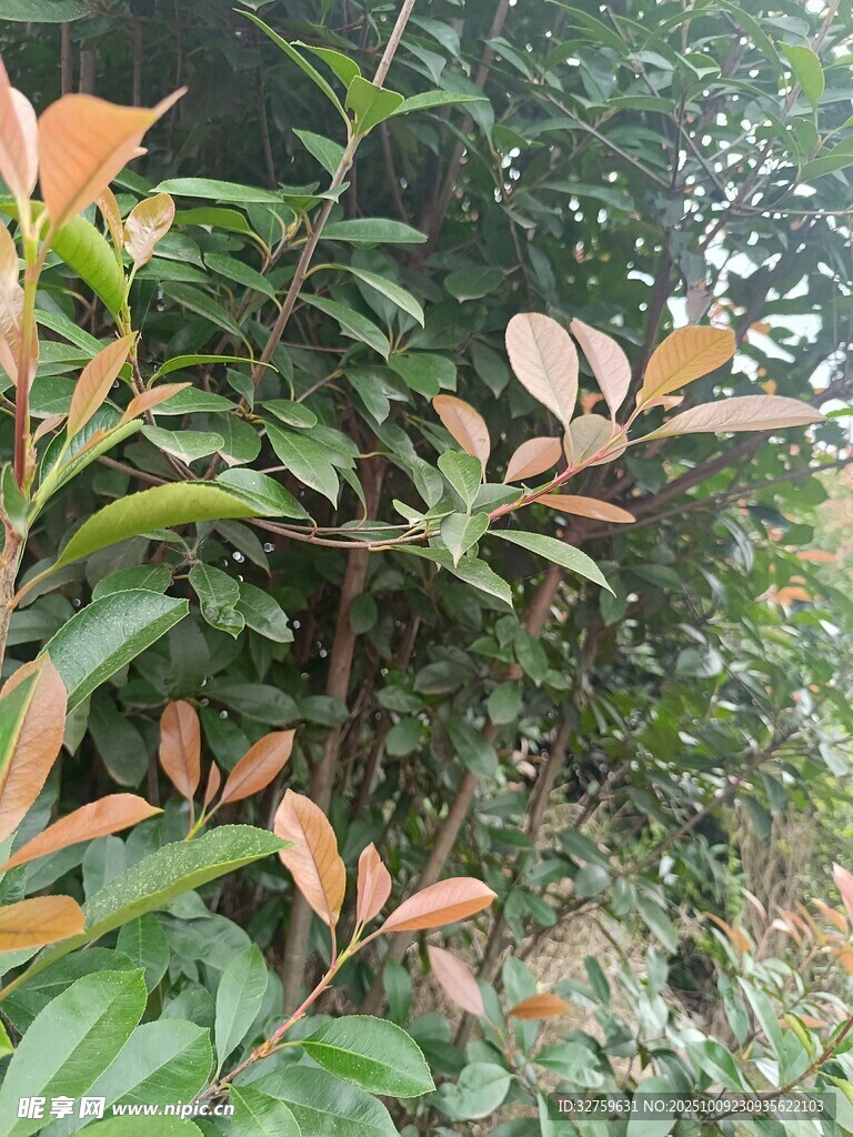 绿叶红梢的繁茂植物