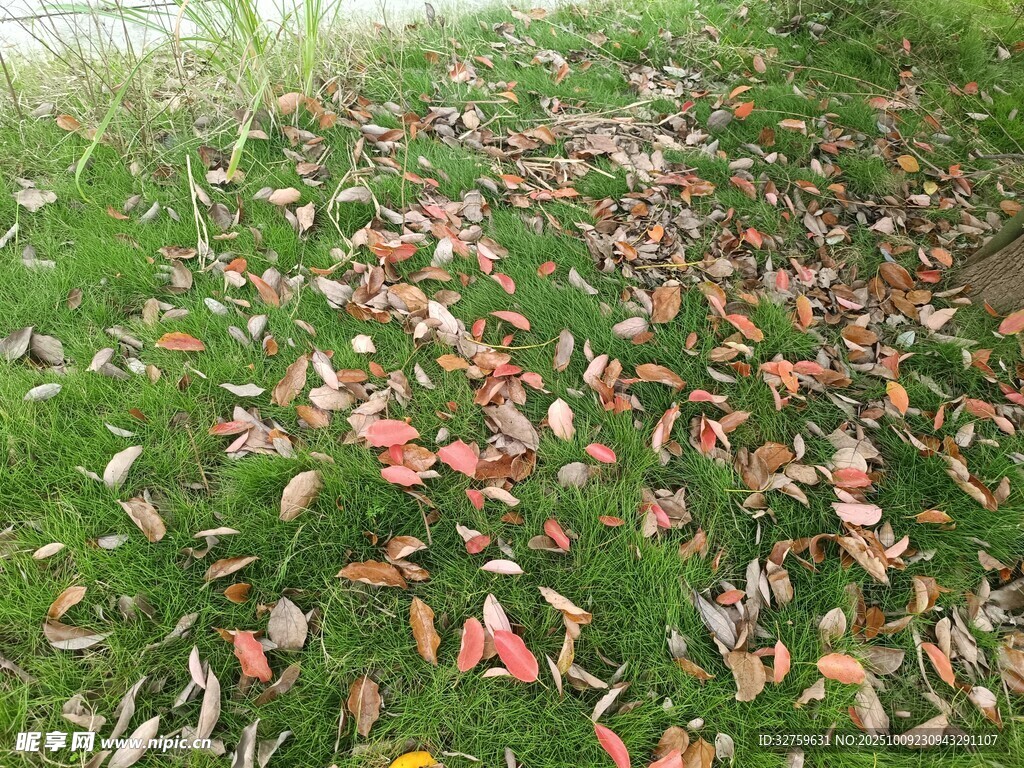 草地上的缤纷落叶