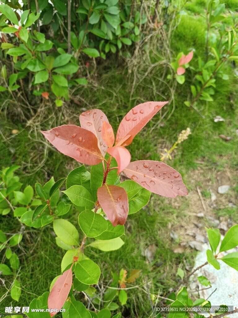 红叶植物点缀绿意间