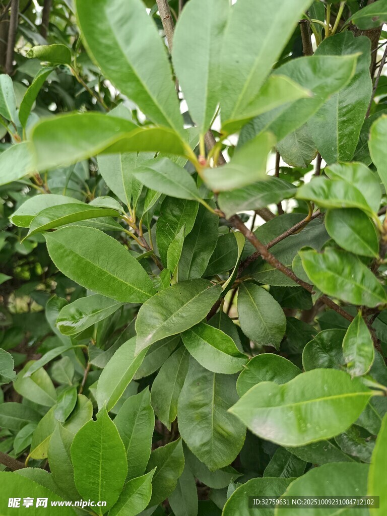绿叶繁茂的植物景象