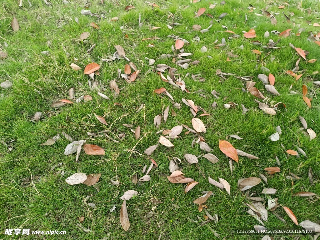 草地上散落的多彩秋叶