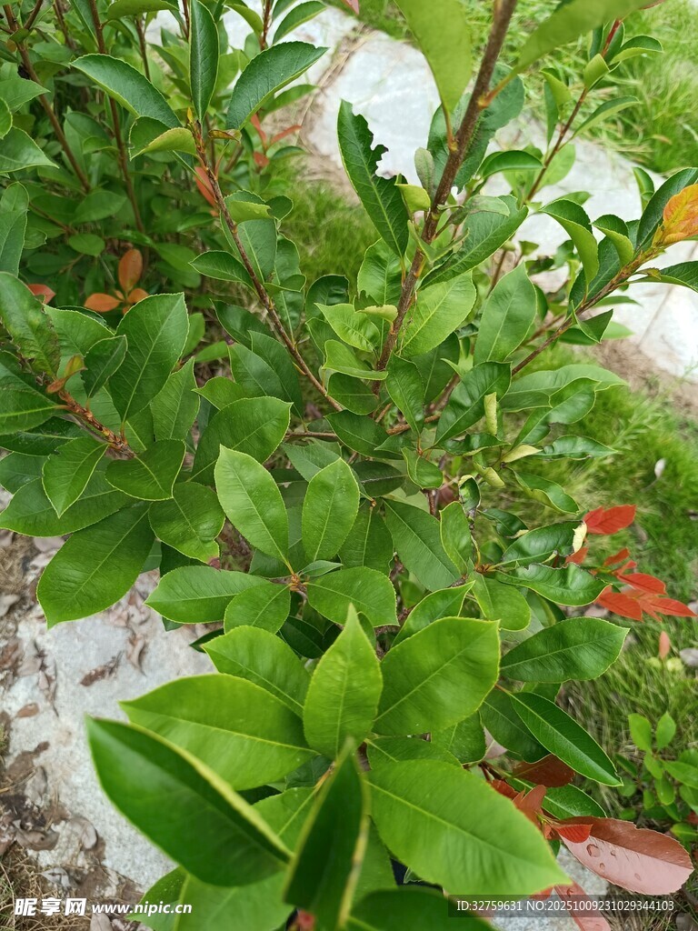 绿叶繁茂的清新植物