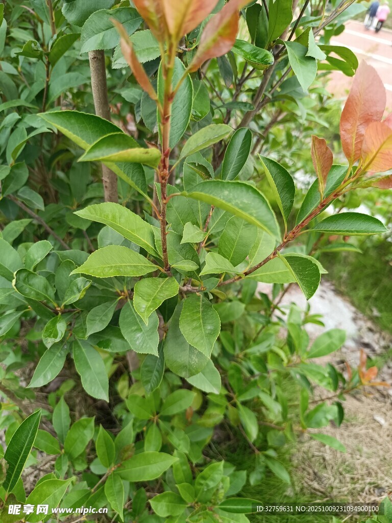 绿叶红枝的植物景观