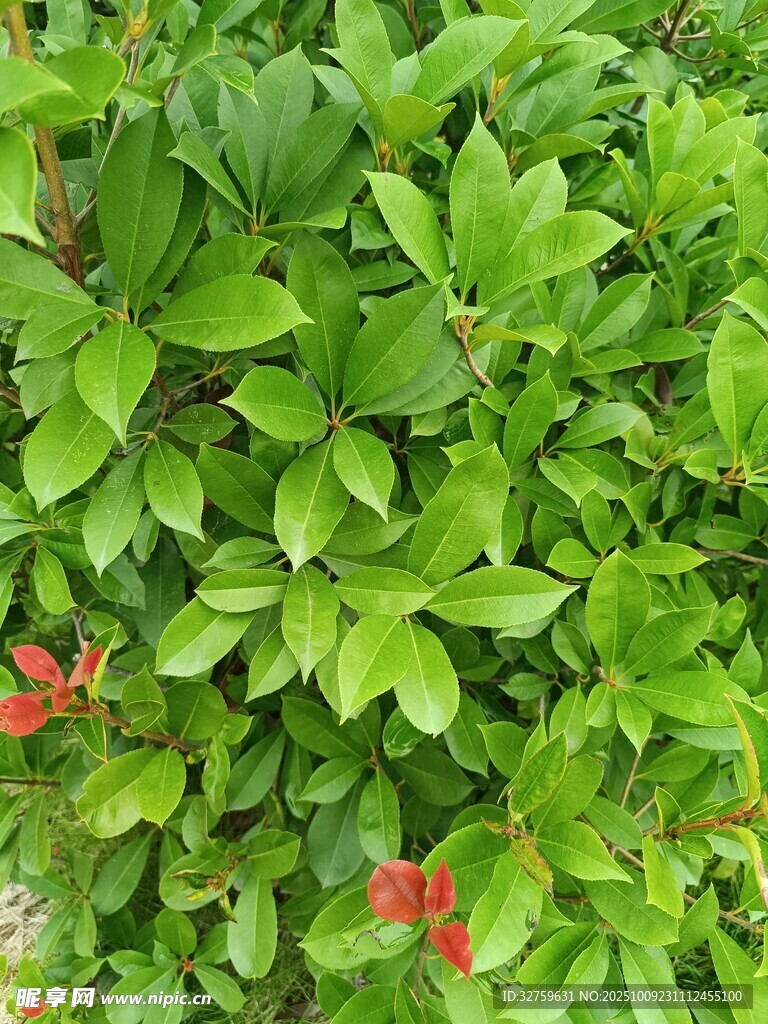 绿叶红花的生机景象
