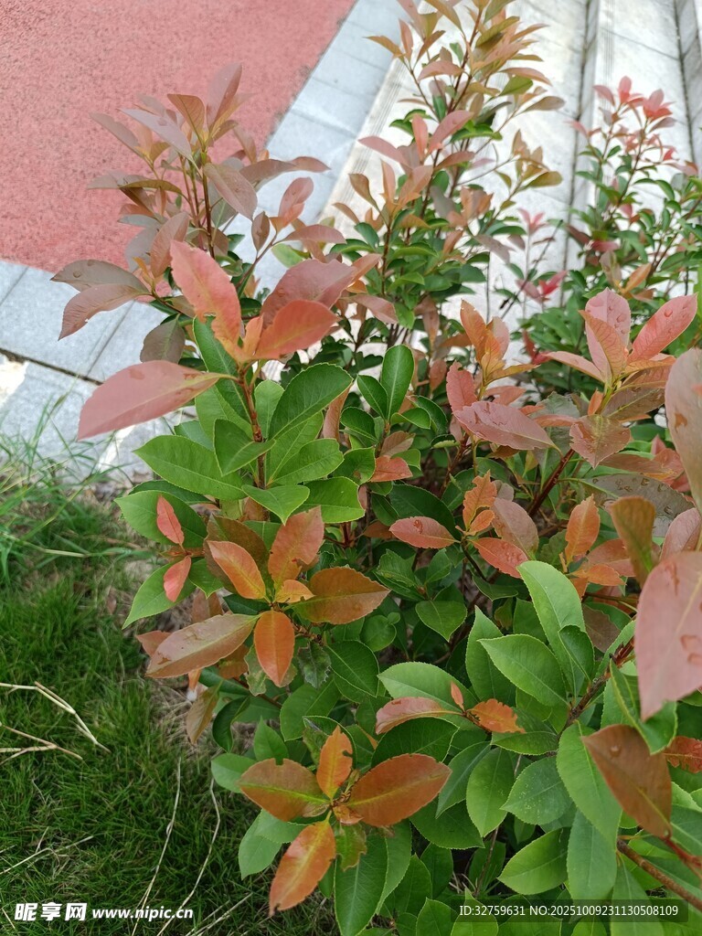 红叶绿植特写