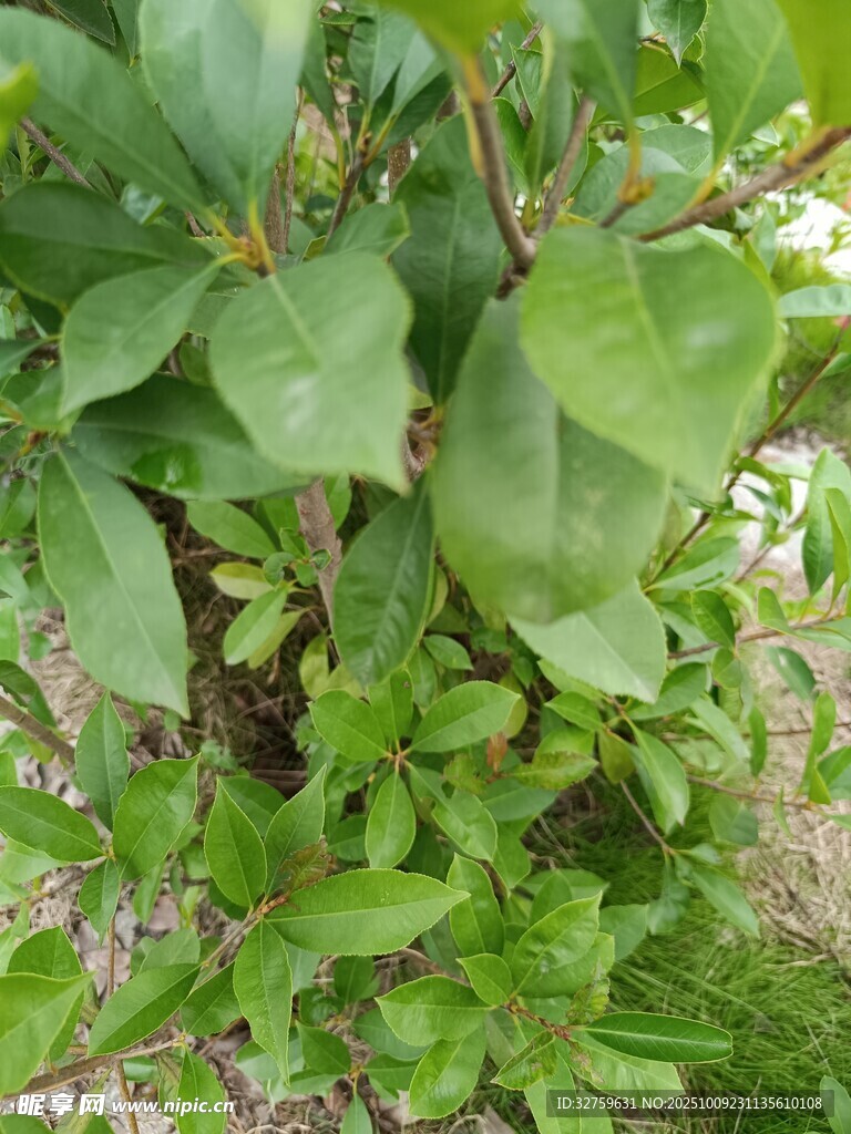 绿叶繁茂的植物景观