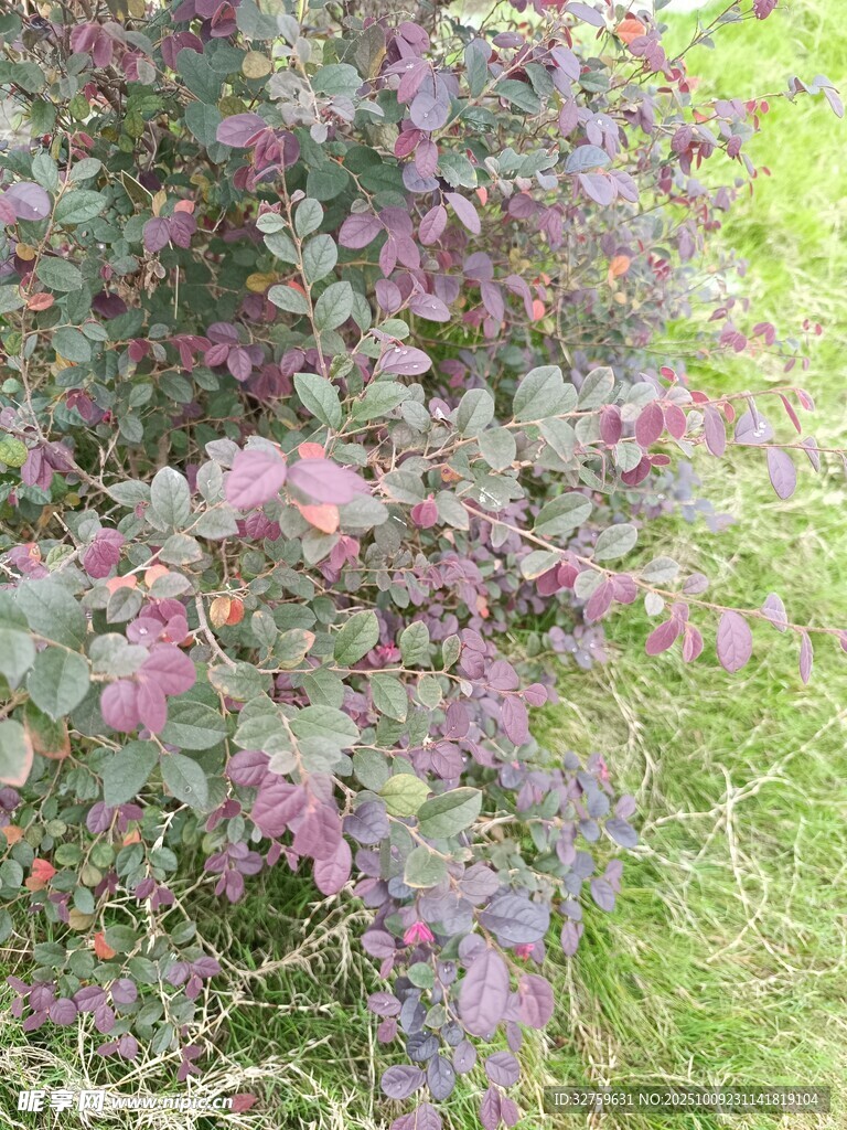 紫色枝叶植物特写