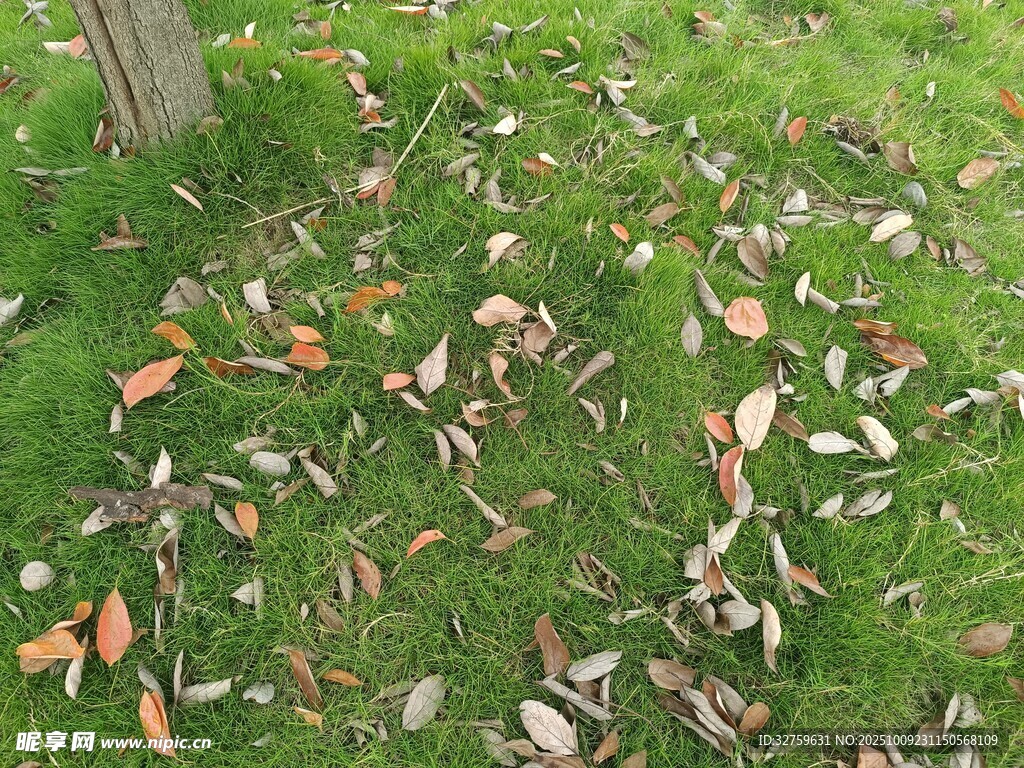 草地上散落的多彩树叶