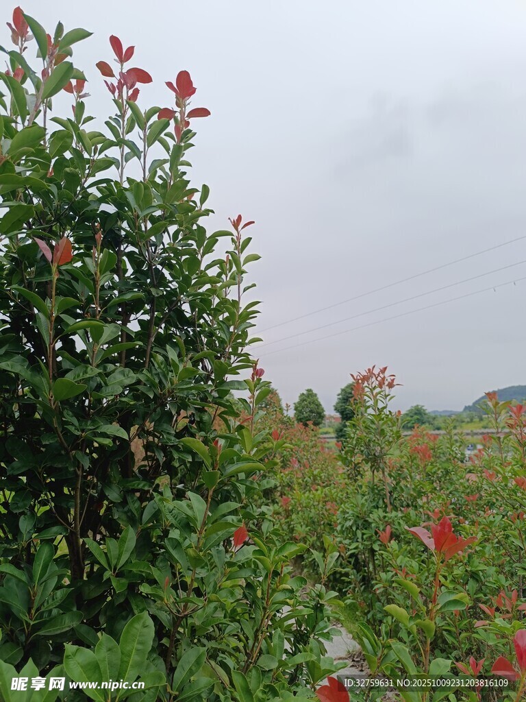 野外繁花绿植风景图