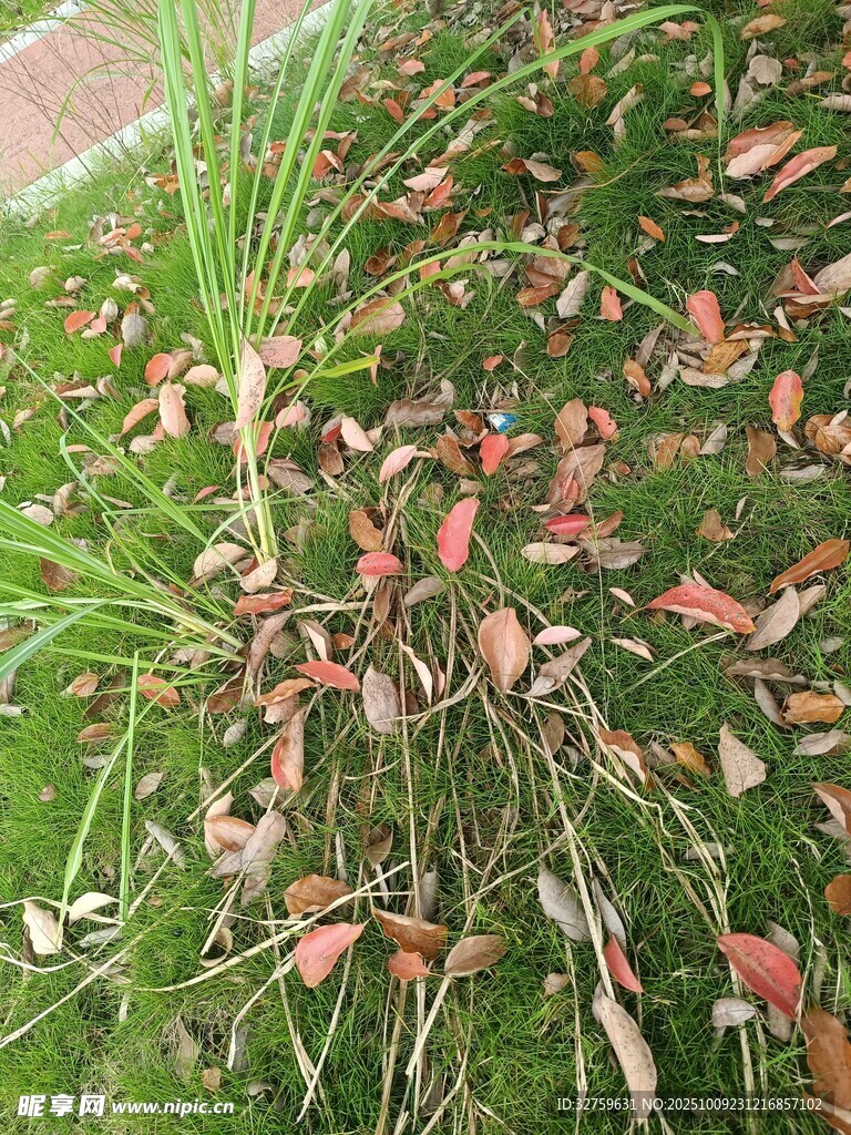 草地上的枯叶