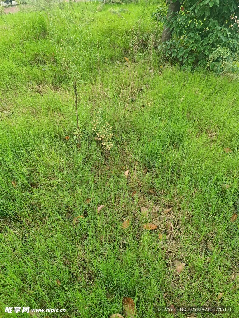 绿意盎然的草地景观