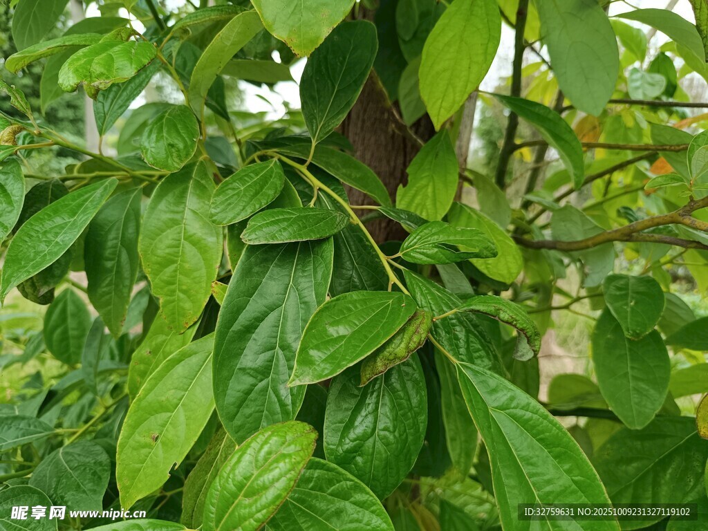 翠绿繁茂的植物枝叶