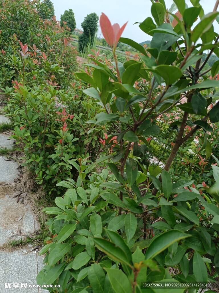 路边绿植景观