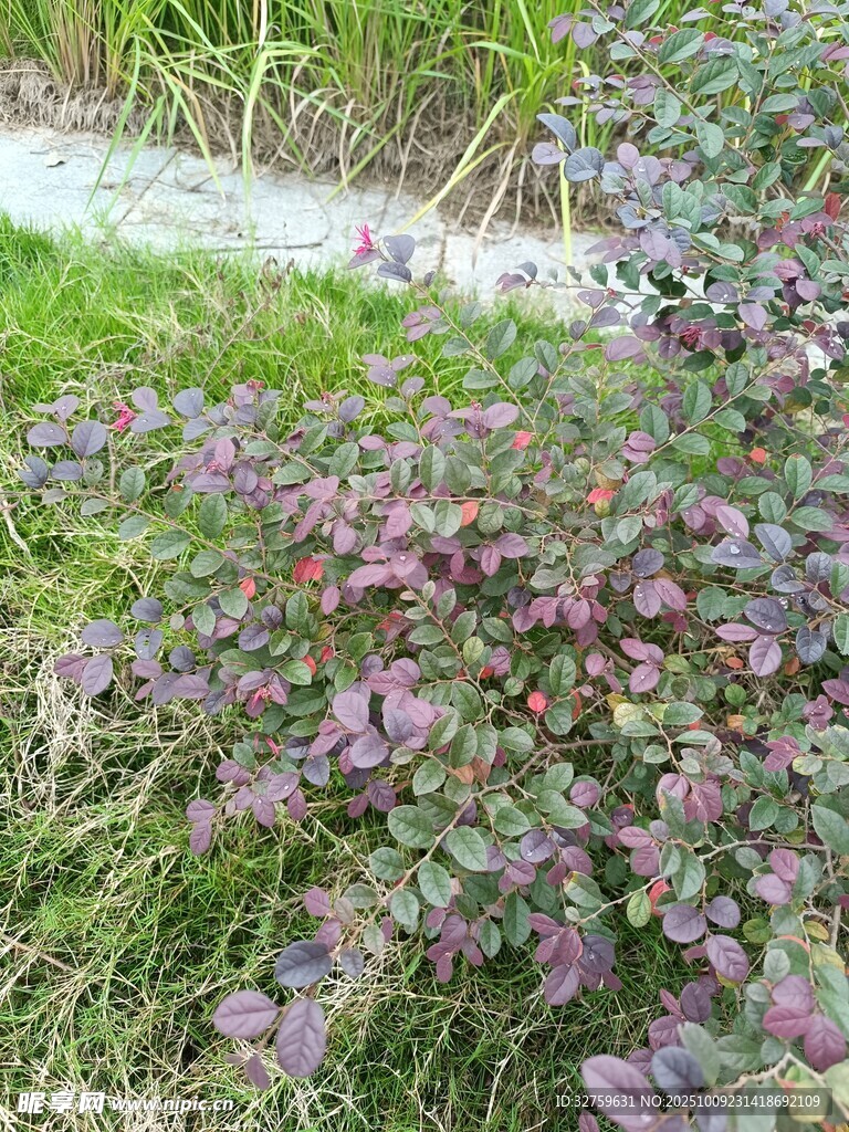 紫色叶片植物生长于草地