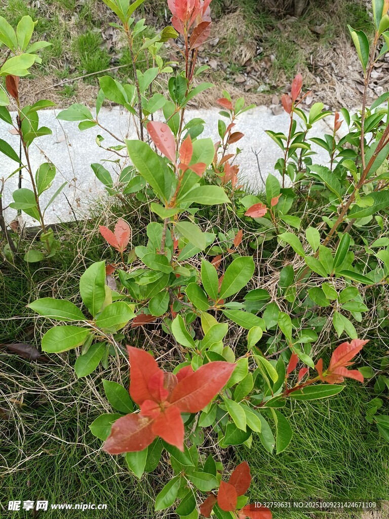 绿叶间绽放的鲜艳红花