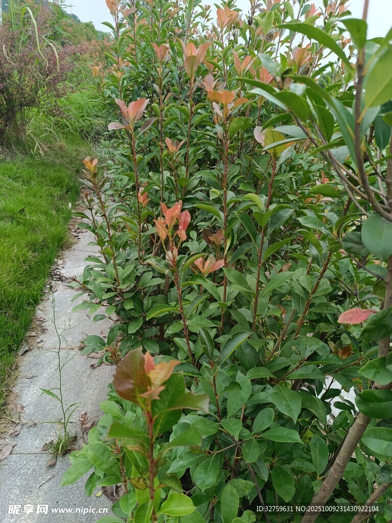 路边繁茂绿植景观