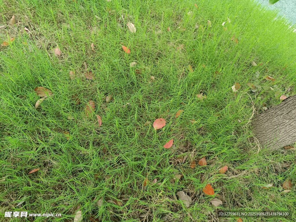翠绿草地与零星落叶