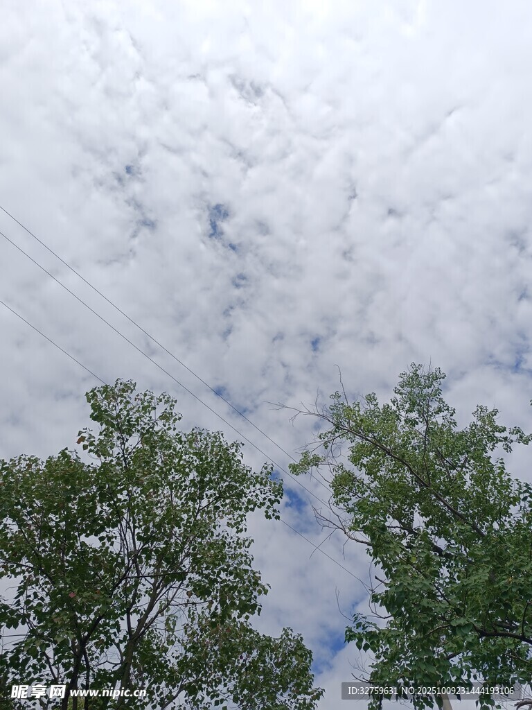 树梢之上的多云天空