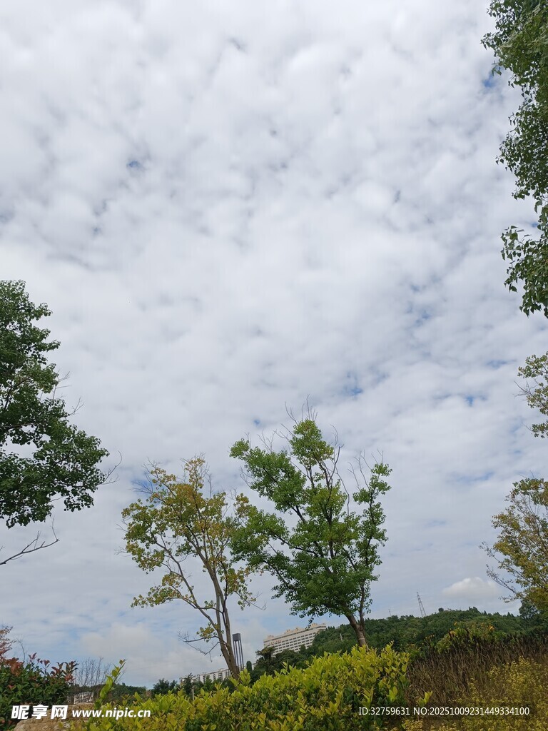 蓝天白云下的绿树景致