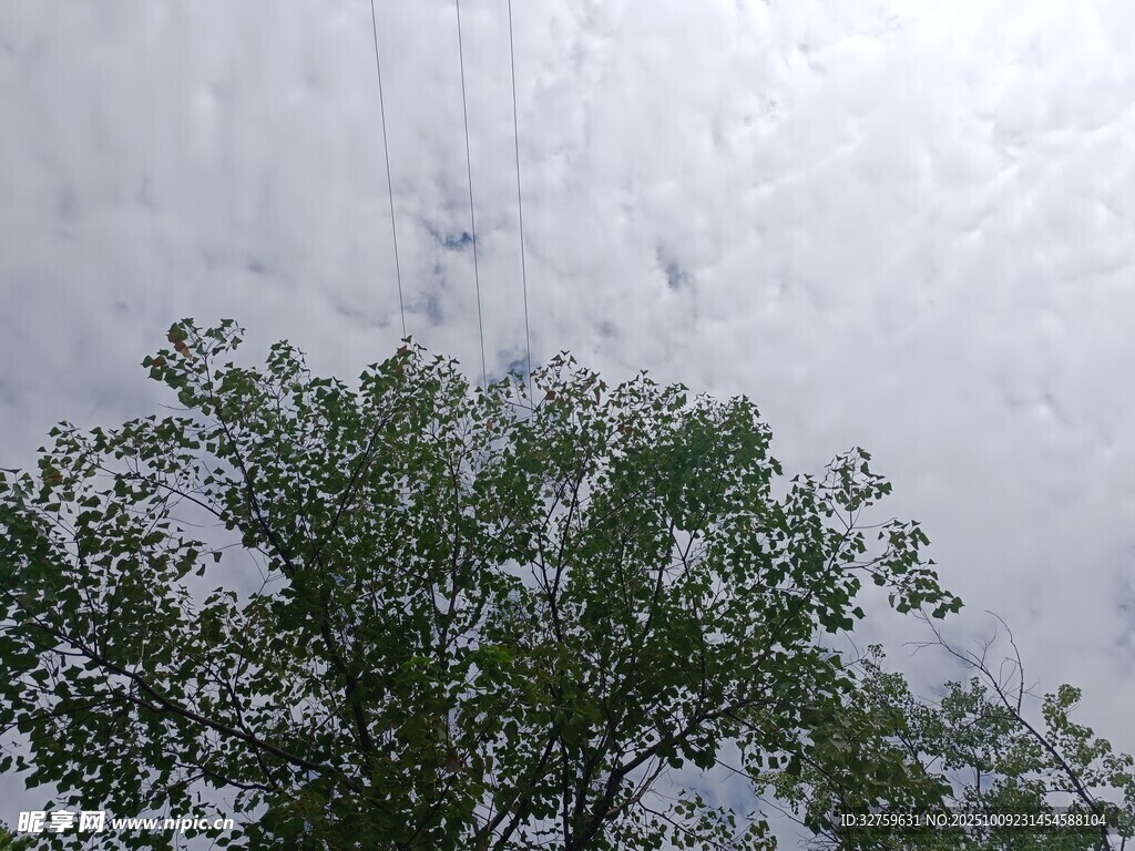 仰视树冠与多云天空