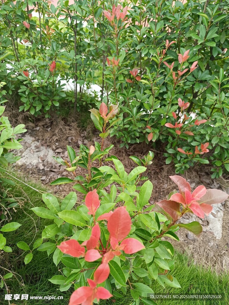 鲜艳花卉绿植景观