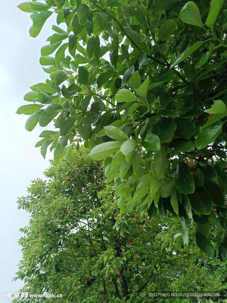 仰视繁茂绿树