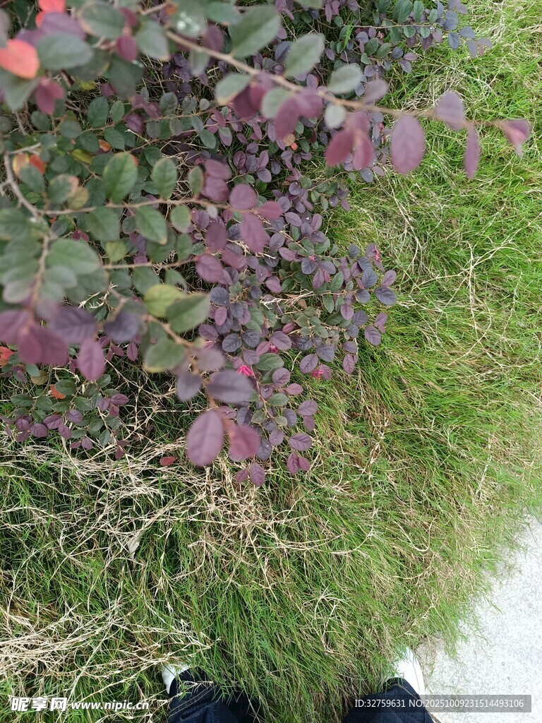 紫色植物与绿草景观