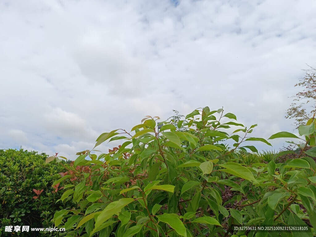 绿意盎然的植物与天空