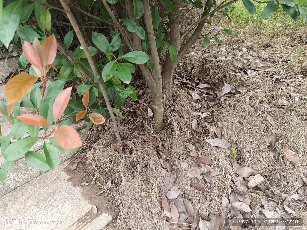 树下植物与地面落叶景象