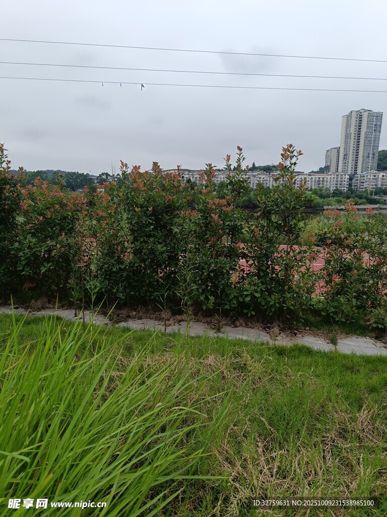 城市边缘的绿植景观