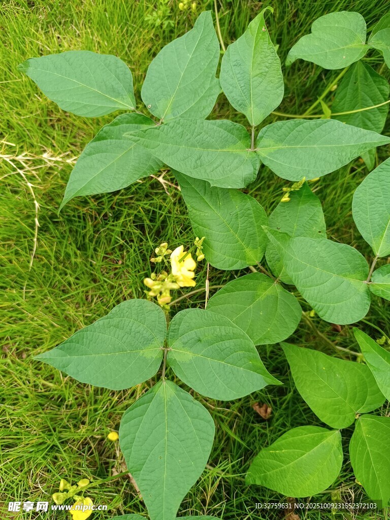 绿叶丛中的黄色小花