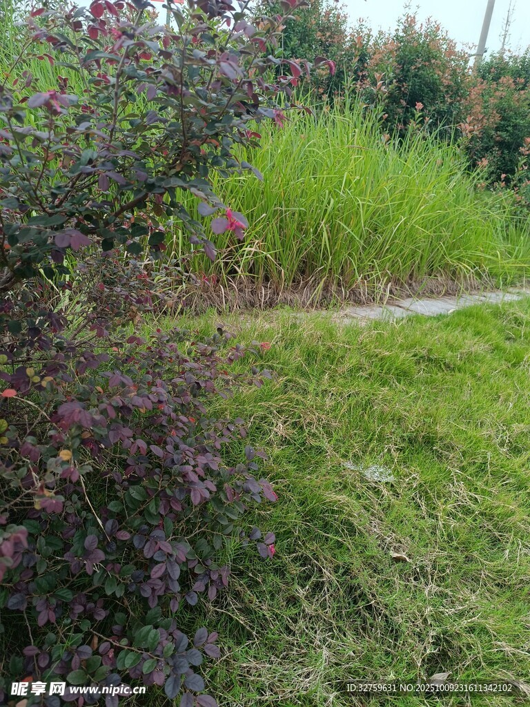 户外绿意盎然的自然景致
