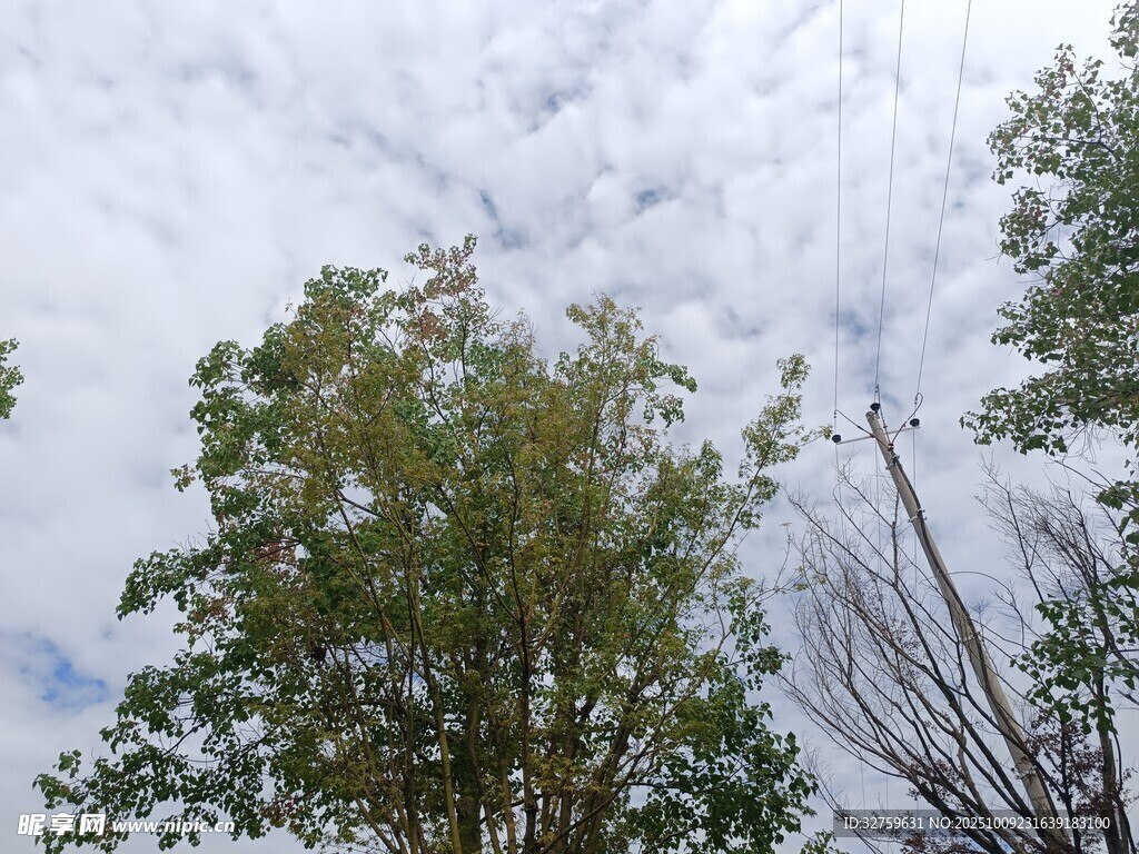 树梢上的天空与云朵