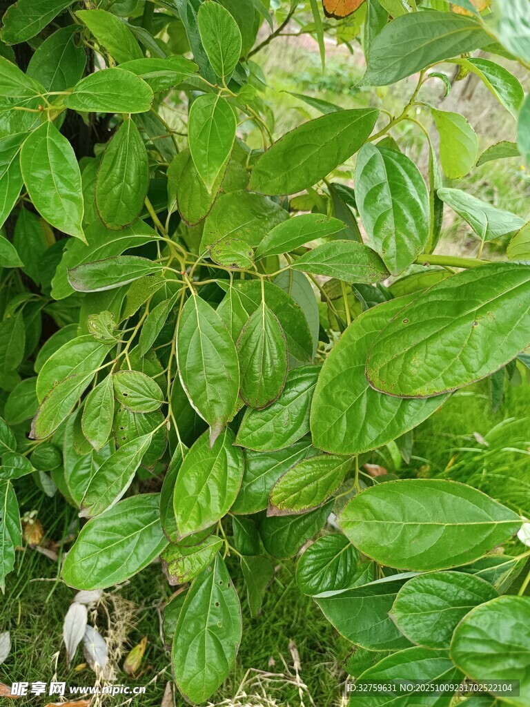 翠绿繁茂的植物叶片