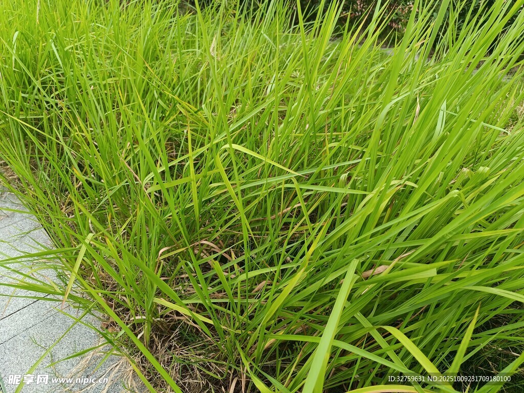 翠绿稻田