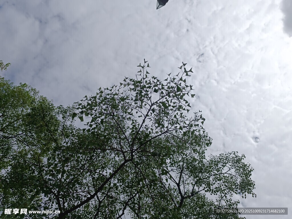 天空中飞鸟与绿树景象