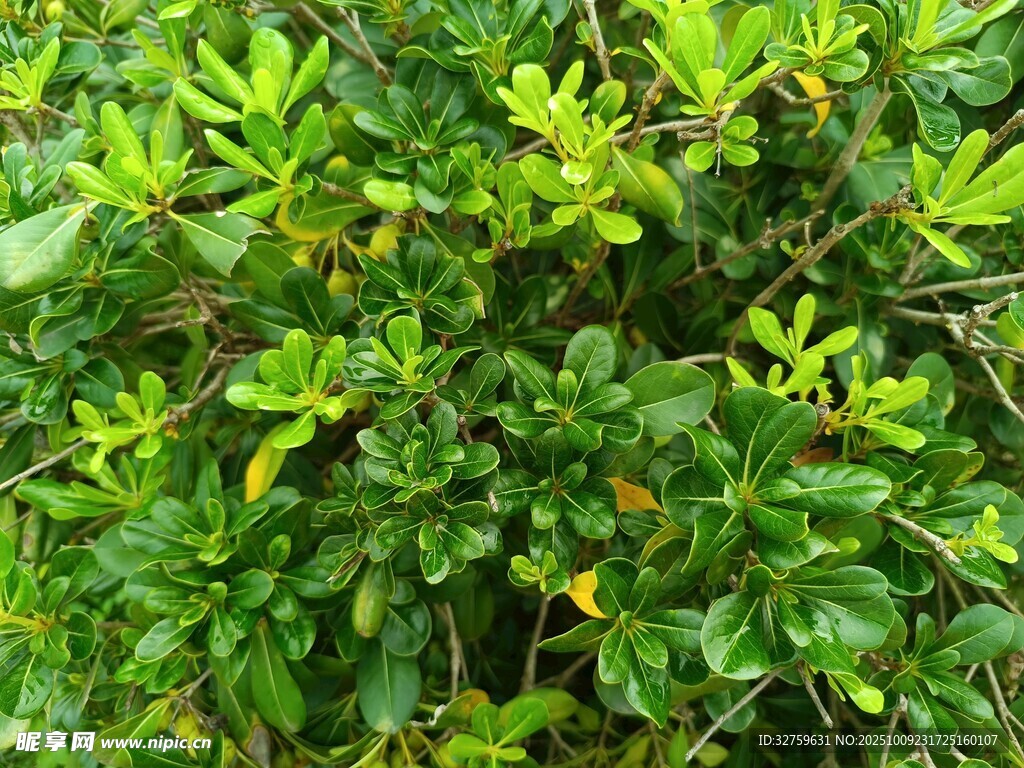 翠绿繁茂的灌木丛