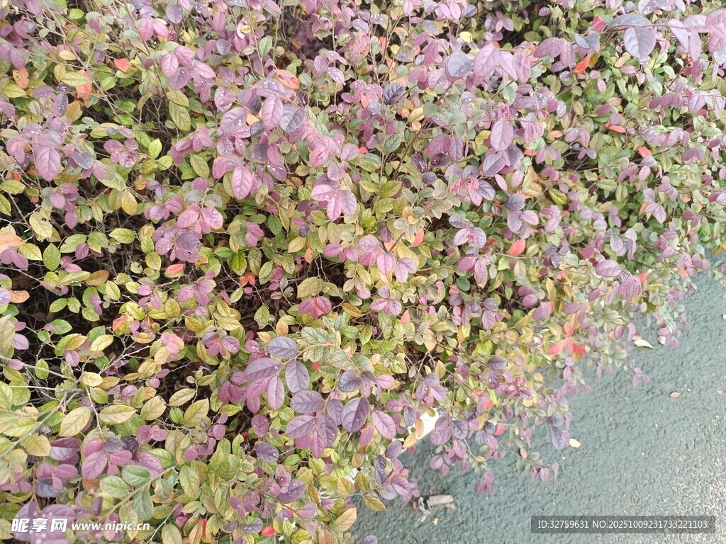 水边繁茂的紫色植物景观
