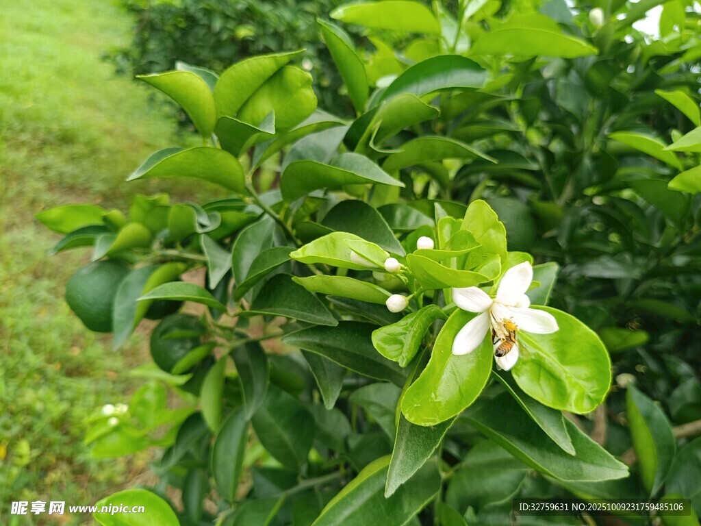 绿叶间绽放的白色花朵