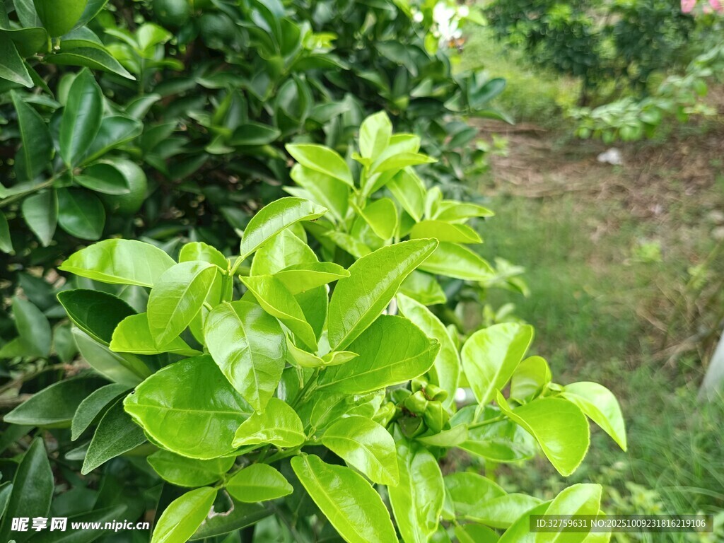 翠绿生机的户外植物景观