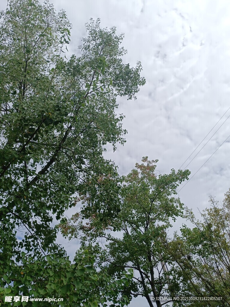 仰视绿树与天空景象