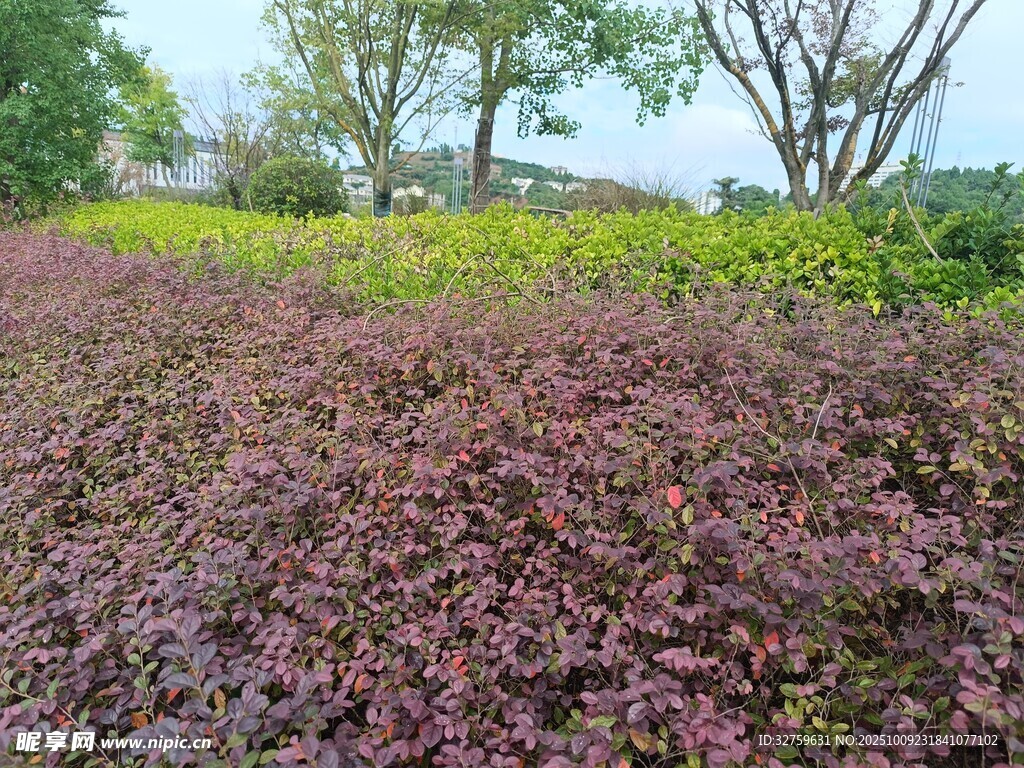 多彩植物景观 